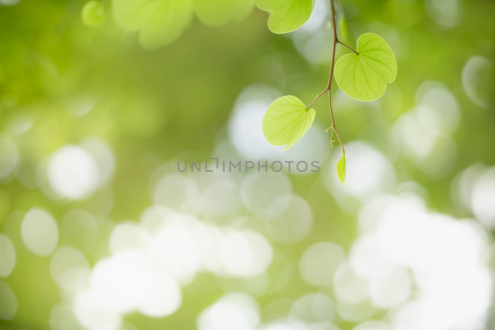 Closeup beautiful attractive nature view of green leaf on blurre by mthipsorn