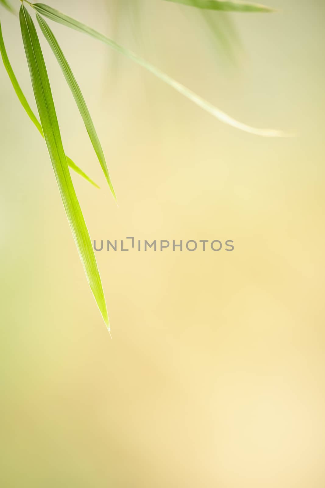 Closeup Beautiful nature view green bamboo leaf on blurred green by mthipsorn