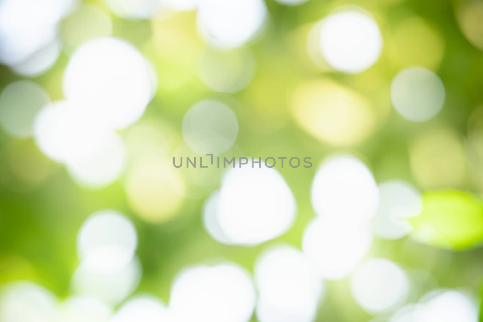 Abstract blurred out of focus and blurred green leaf background  by mthipsorn