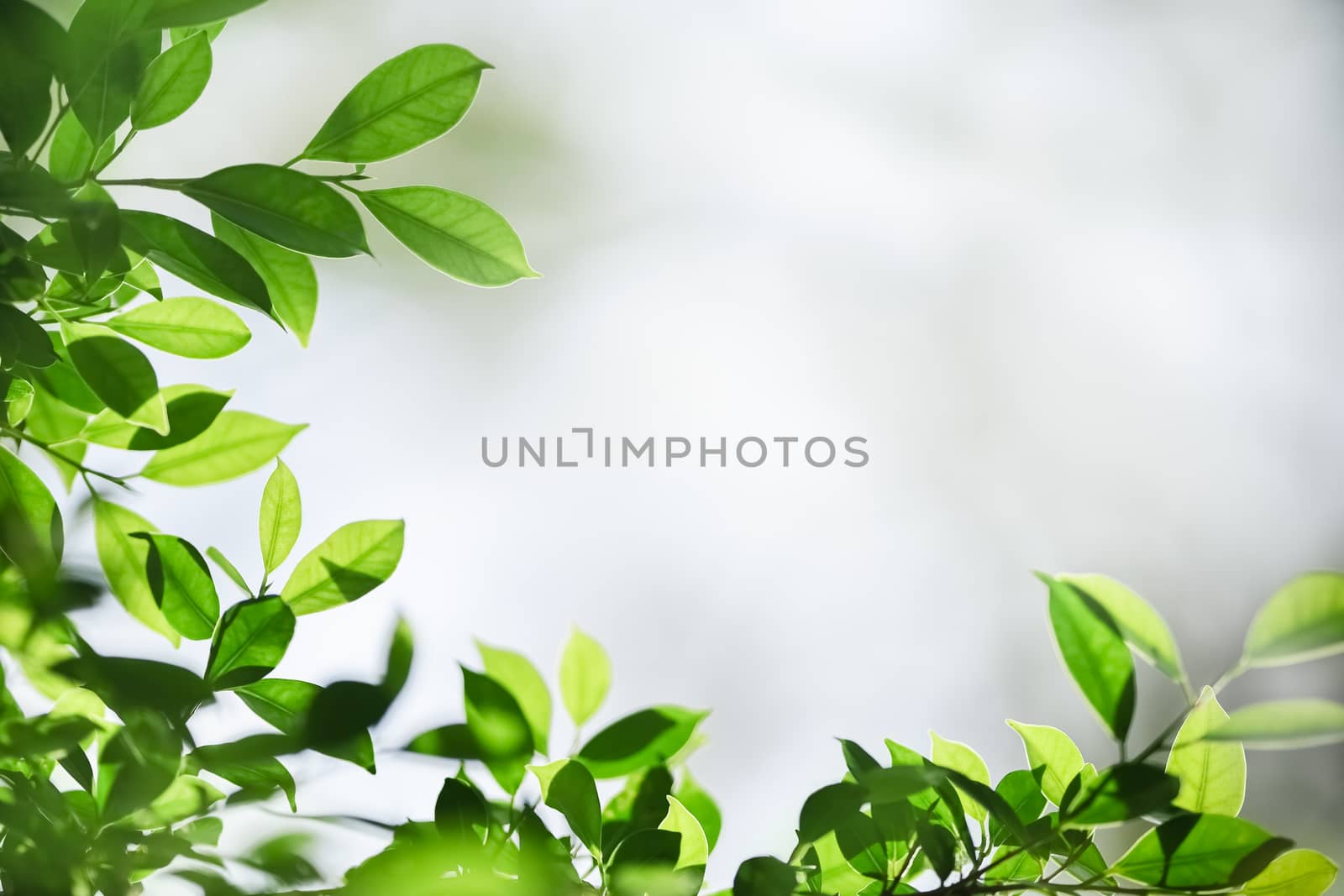 Beautiful nature view green leaf on blurred greenery background under sunlight with bokeh and copy space using as background natural plants landscape, ecology wallpaper concept.