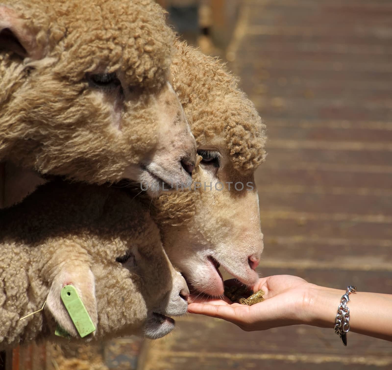 Young sheep and lambs are eager to snatch food pellets offered by hand
