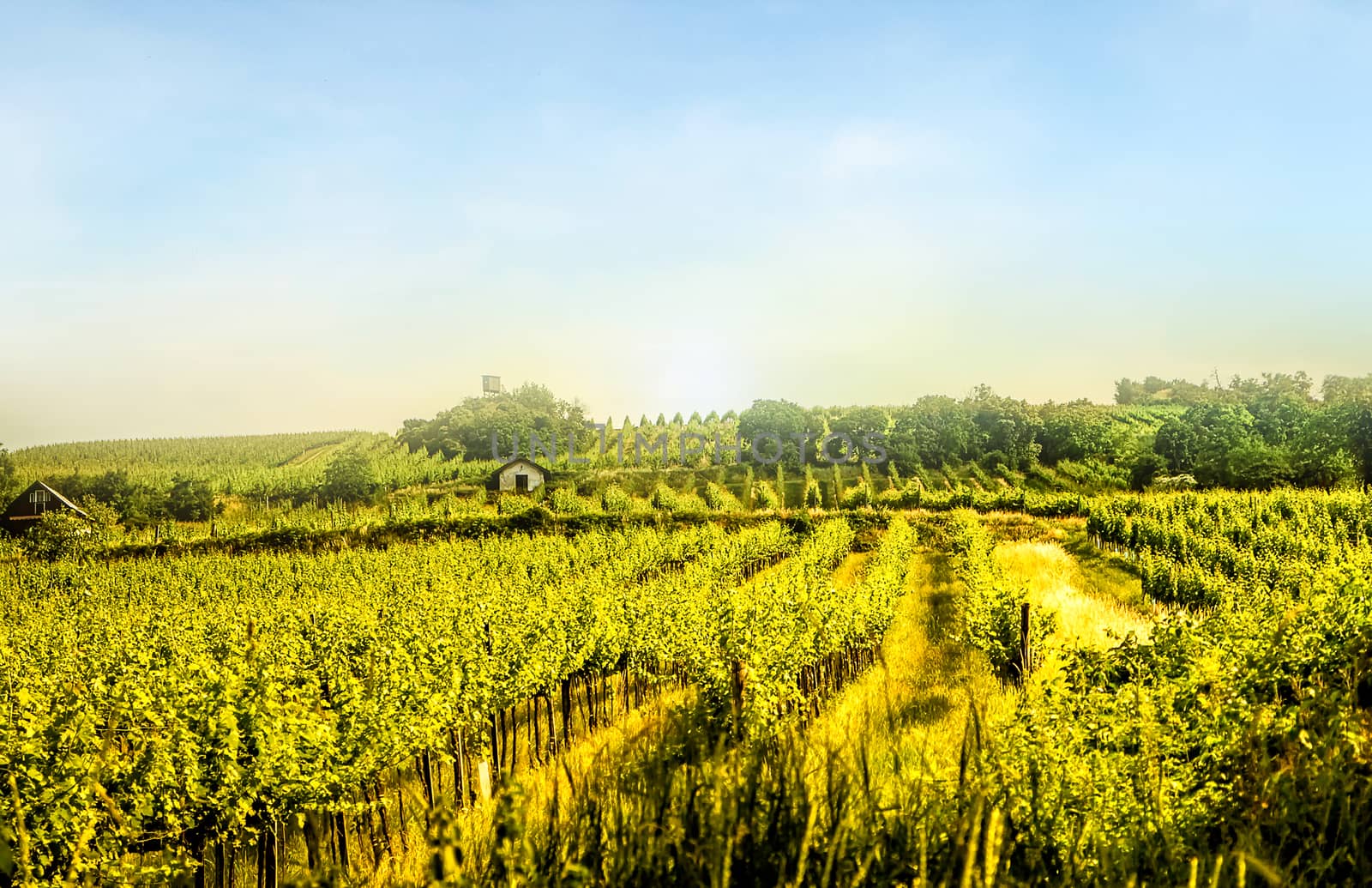 Vineyard hills of the city of Vienna at sunset by MysteryShot