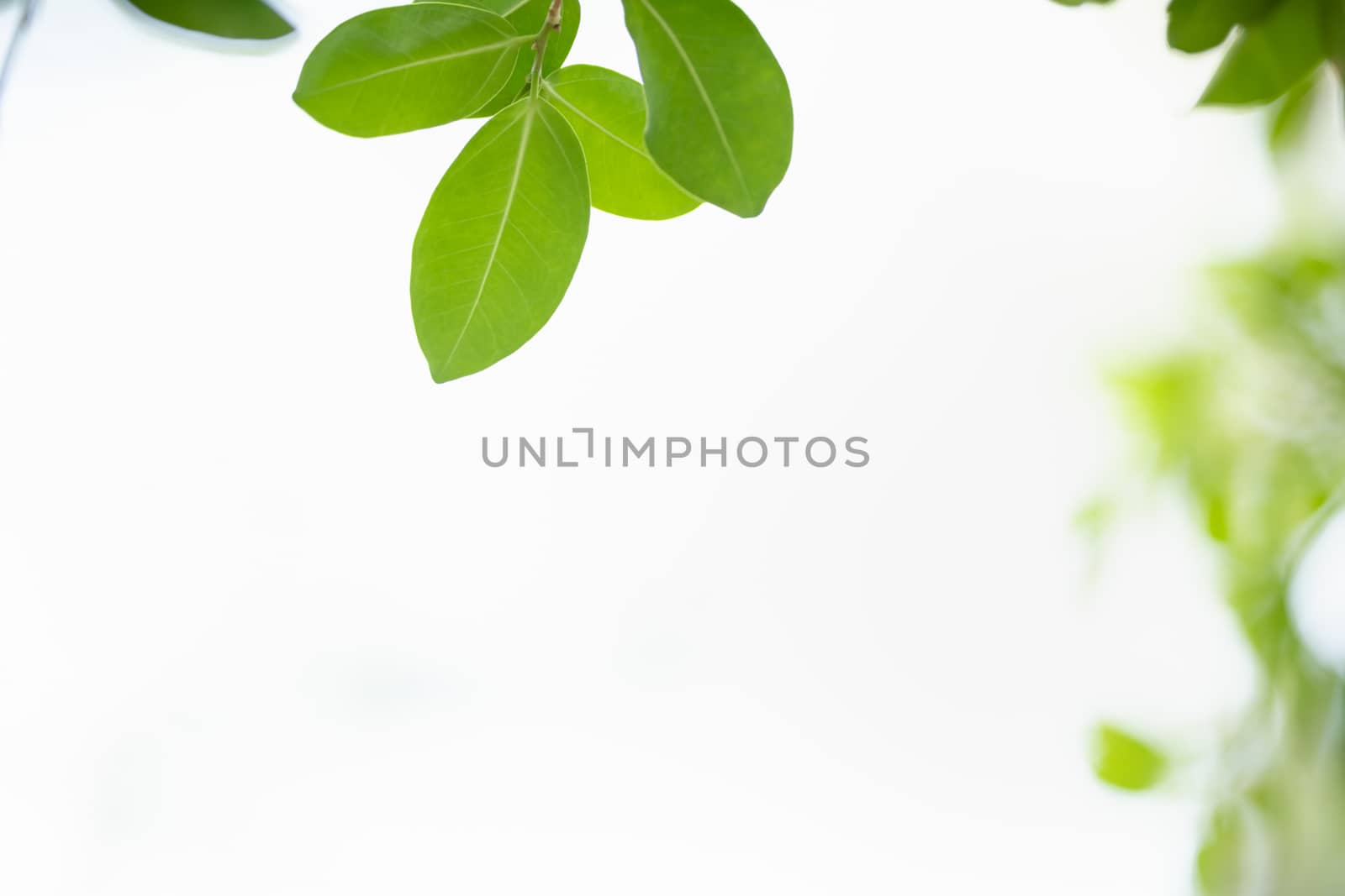 Close up of beautiful nature view green leaf on blurred greenery by mthipsorn