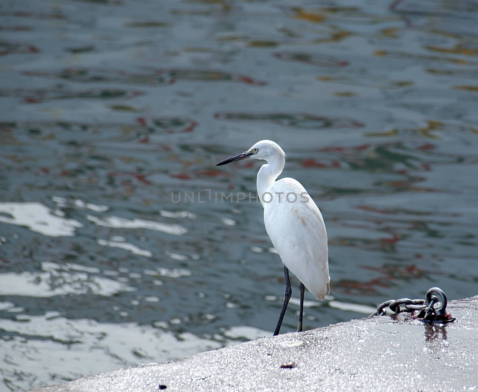 A White Heron stands by the sea shore looking for fish
