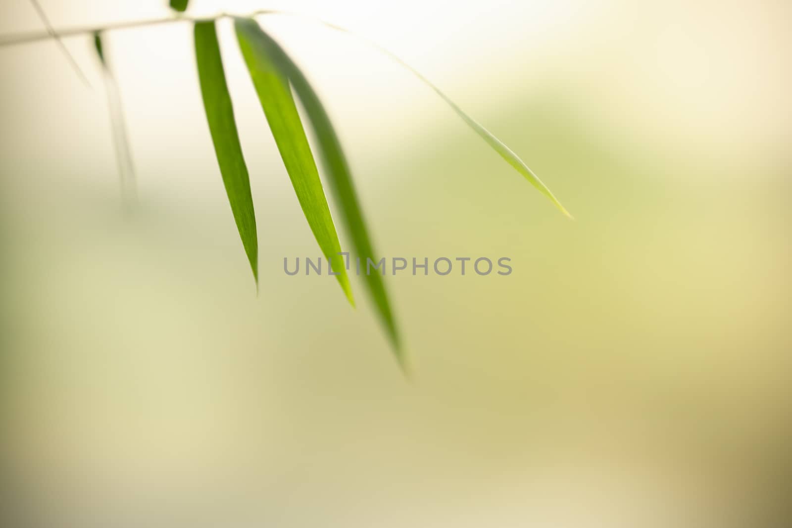 Closeup Beautiful nature view green bamboo leaf on blurred green by mthipsorn