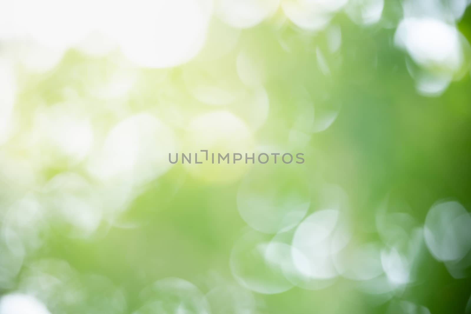 Abstract blurred out of focus and blurred green leaf background  by mthipsorn