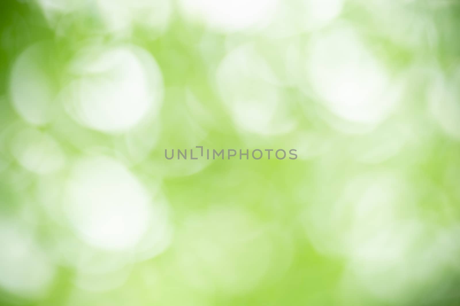 Abstract blurred out of focus and blurred green leaf background  by mthipsorn