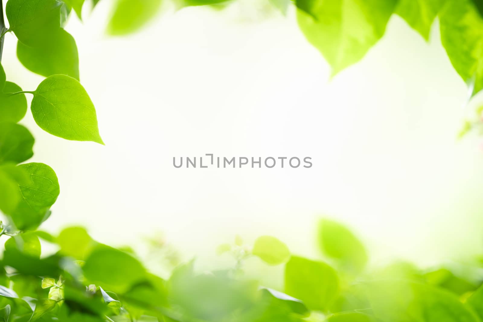 Closeup beautiful nature view of green leaf on blurred greenery  by mthipsorn