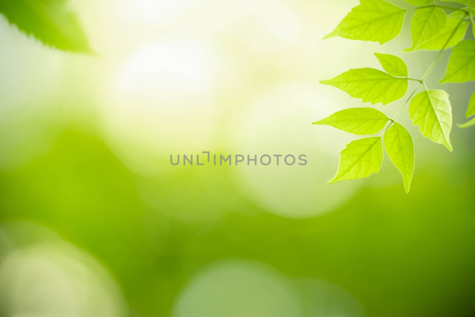 Close up of beautiful nature view green leaf on blurred greenery by mthipsorn