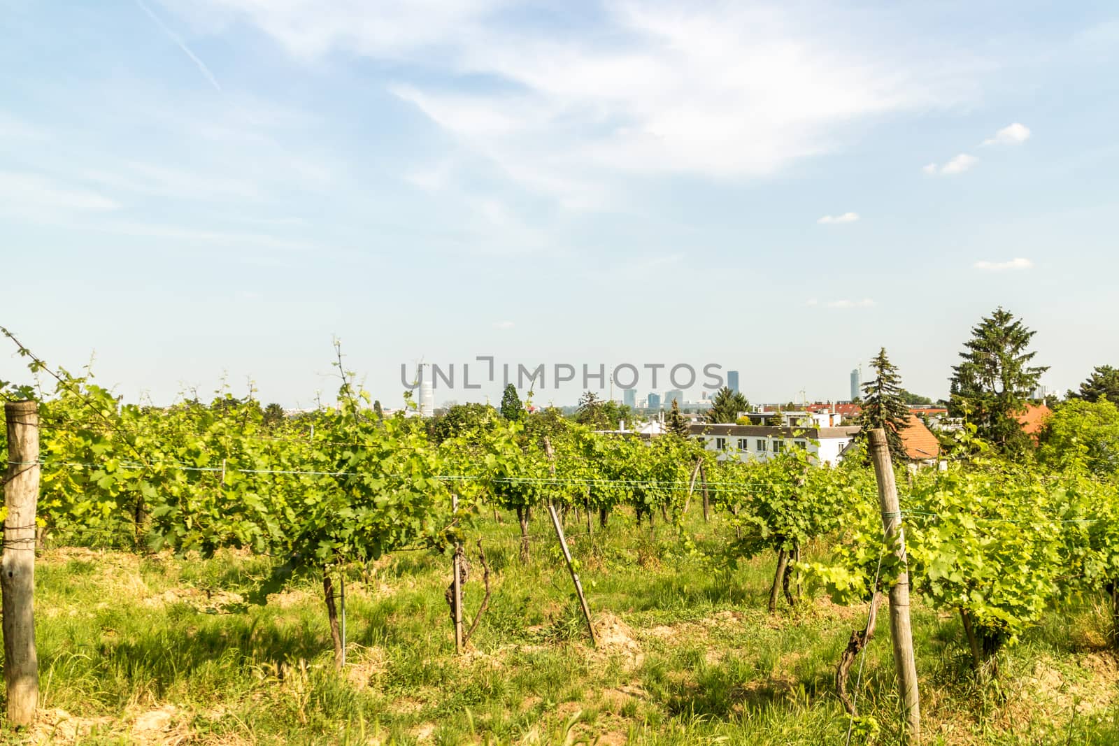 Vineyards of Vienna by MysteryShot