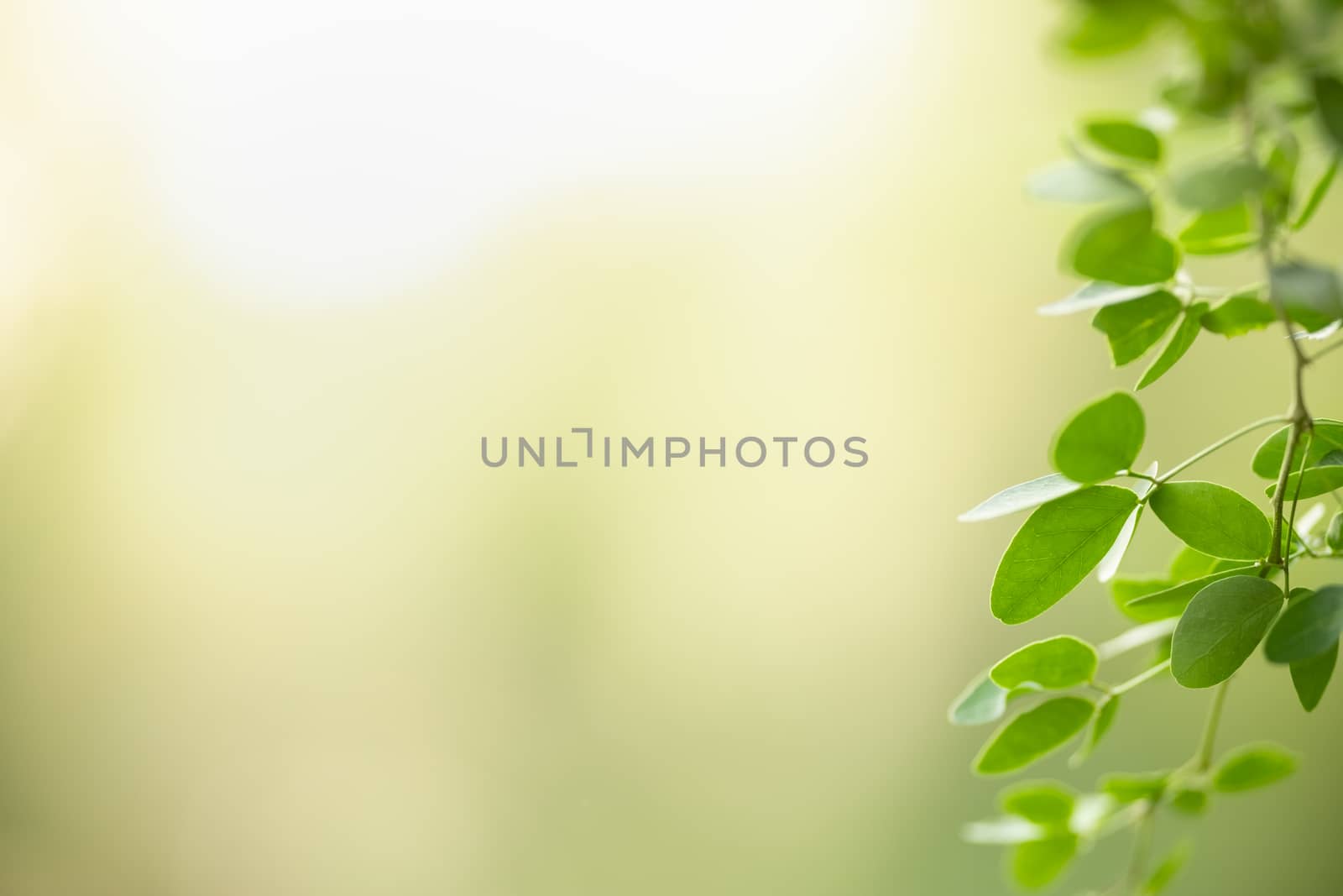 Beautiful nature view green leaf on blurred greenery background under sunlight with bokeh and copy space using as background natural plants landscape, ecology wallpaper concept.