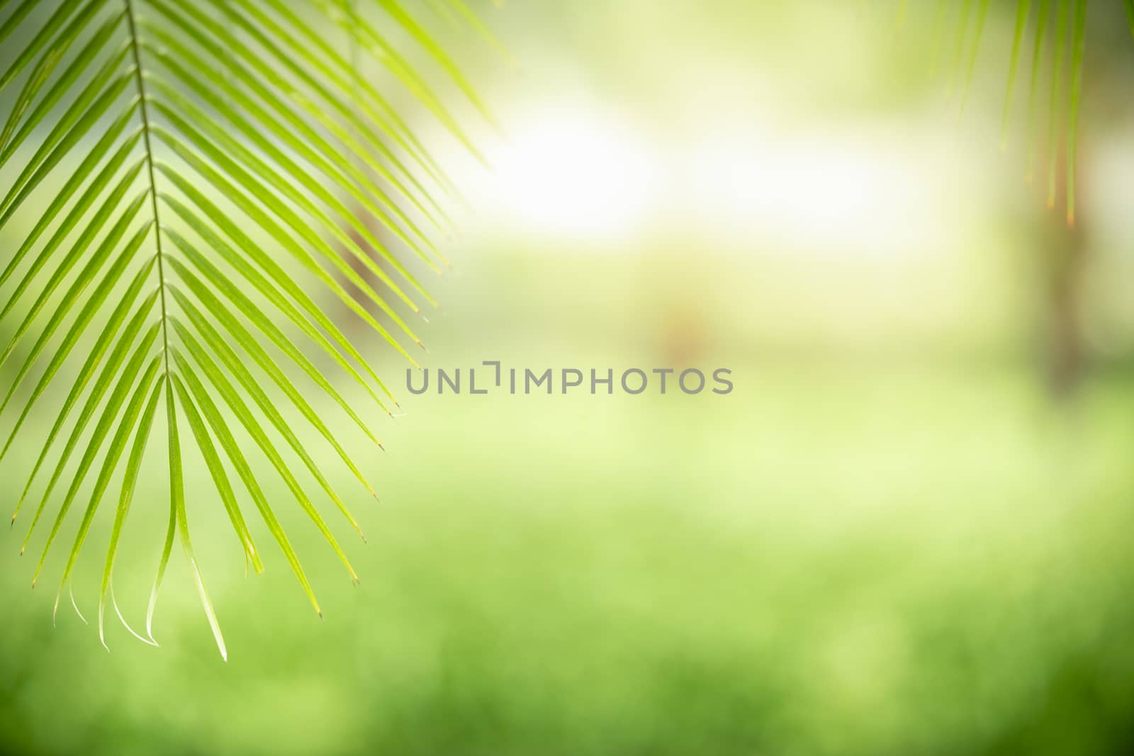 Close up of beautiful nature view green leaf on blurred greenery by mthipsorn