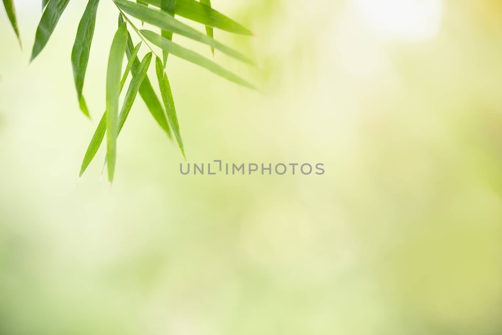 Beautiful nature view green bamboo leaf on blurred greenery background under sunlight with bokeh and copy space using as background natural plants landscape, ecology wallpaper concept.