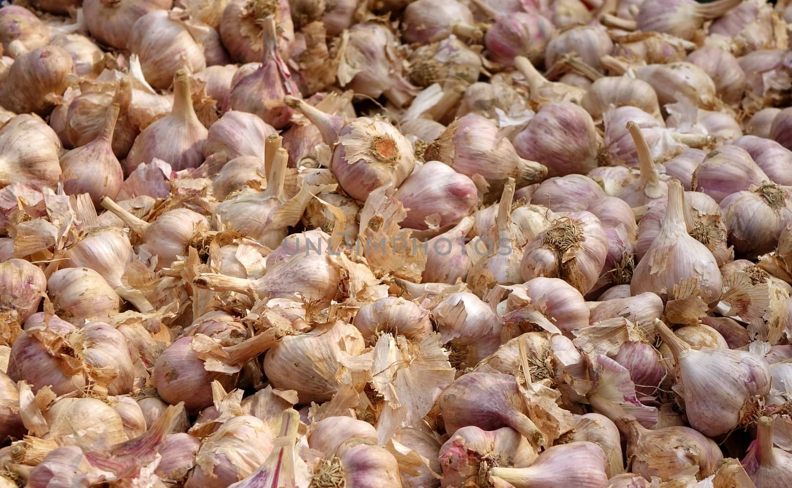 Fresh Purple Garlic by shiyali