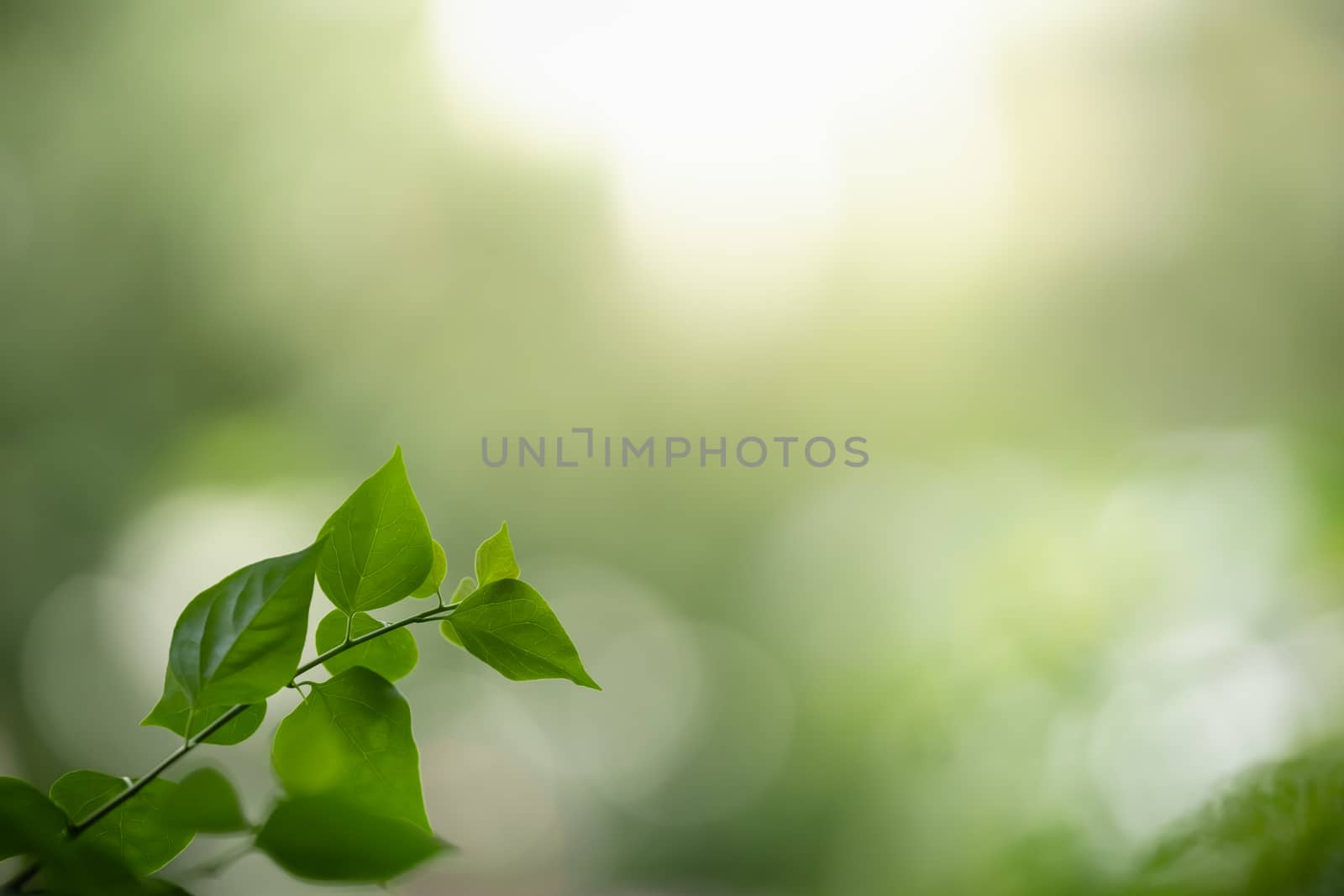 Closeup beautiful nature view of green leaf on blurred greenery  by mthipsorn