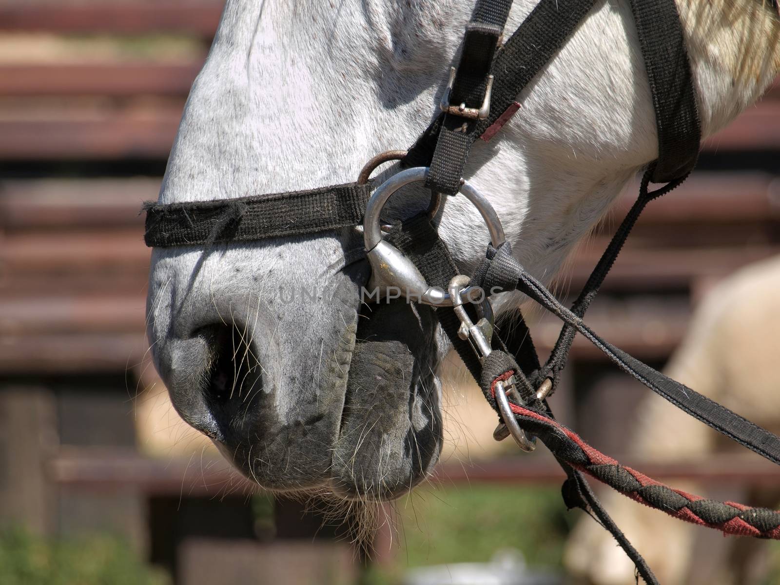 Closeup of a Horse's Mouth by shiyali