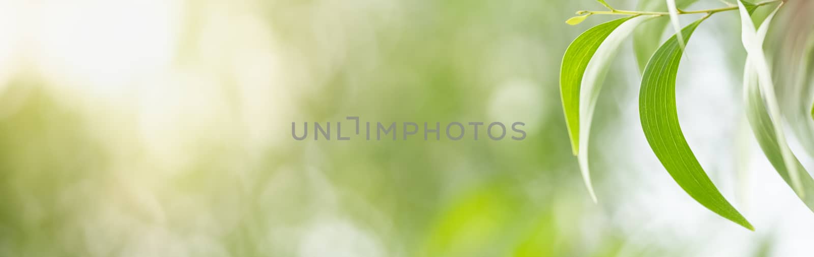 Close up beautiful nature view green leaf on blurred greenery ba by mthipsorn