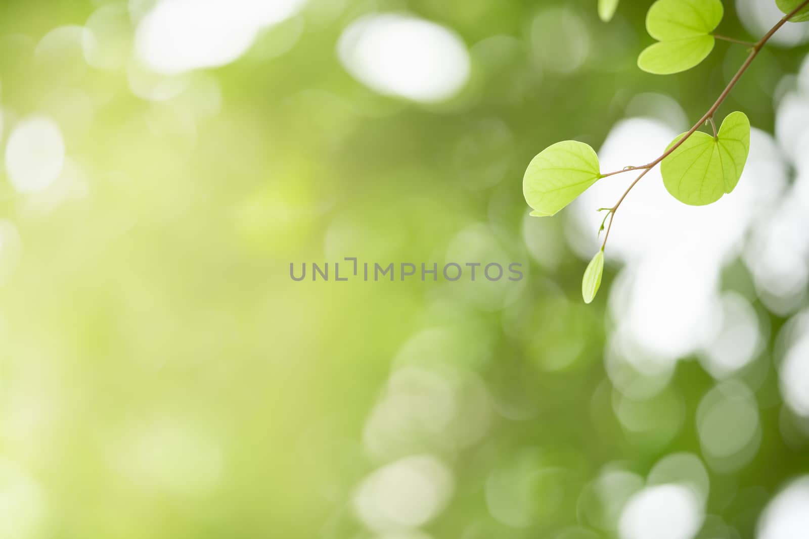 Closeup beautiful attractive nature view of green leaf on blurre by mthipsorn