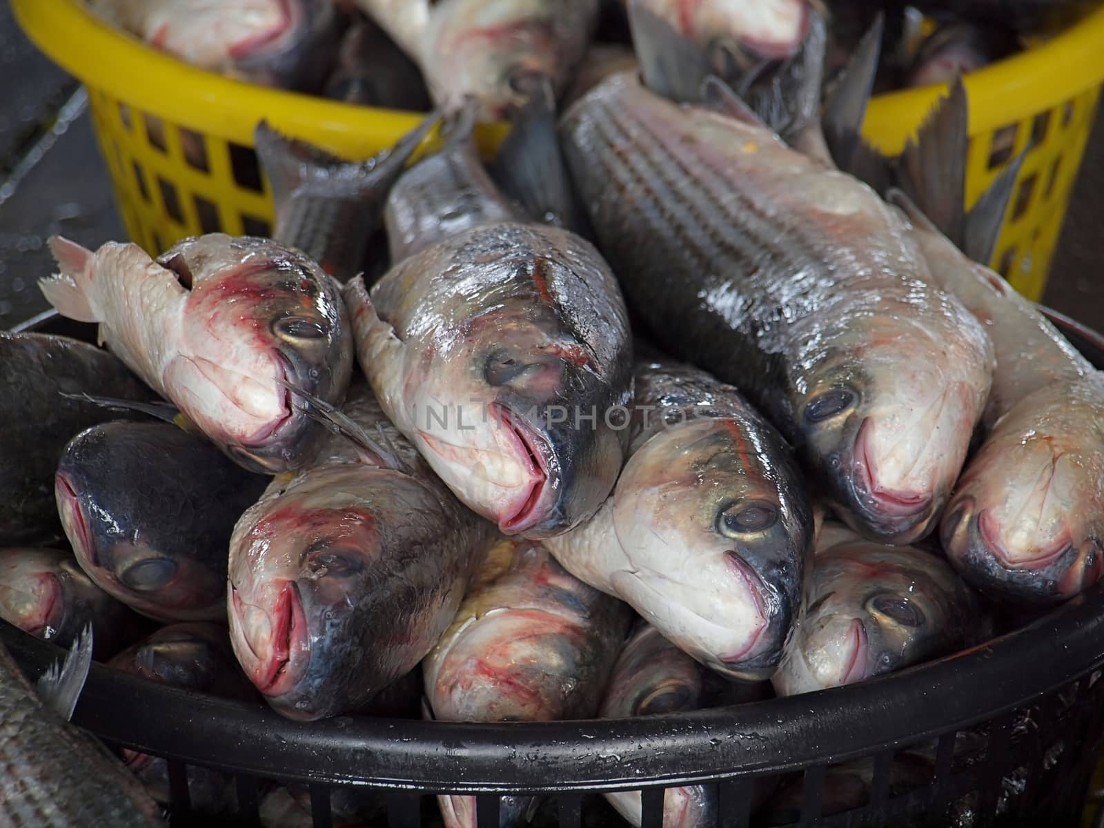 A large basket is filled with grey mullet fish