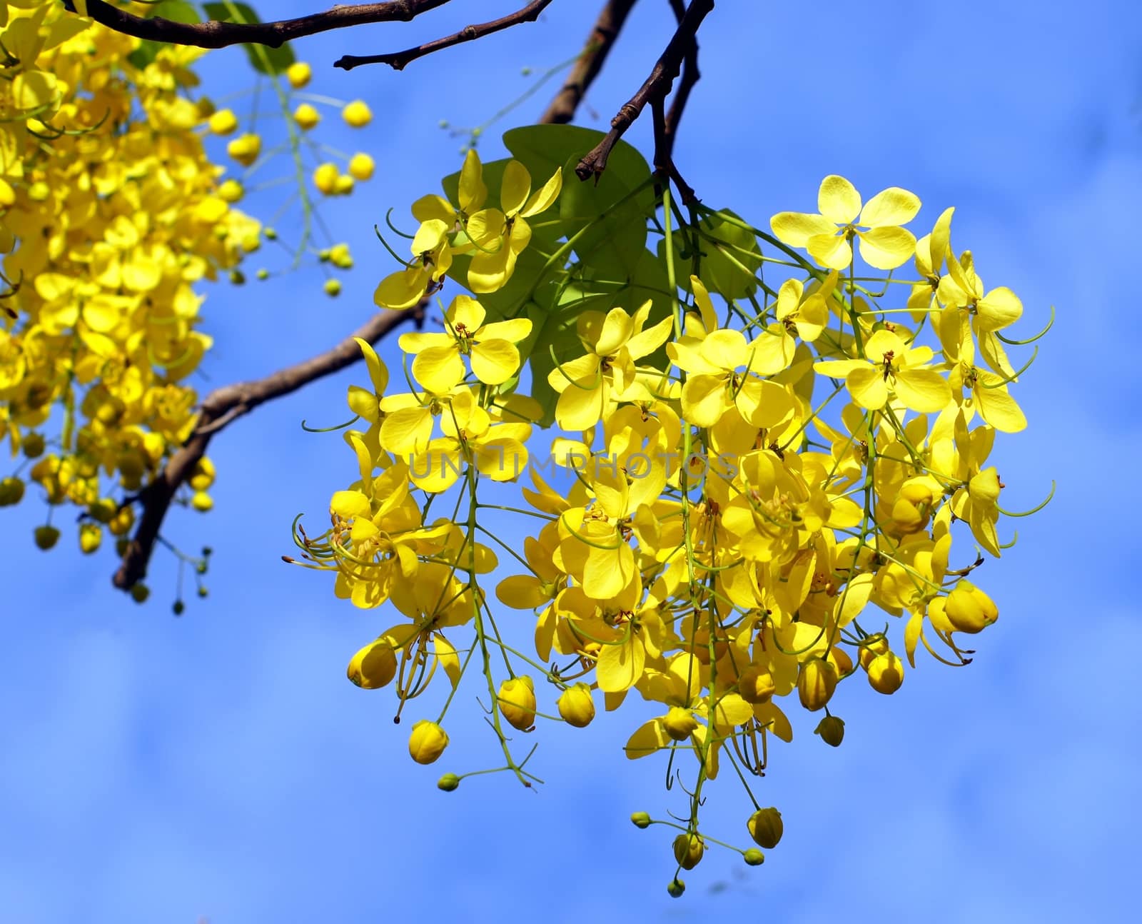 Flowers of the Golden Rain Tree (Laburnum anagyroides)
