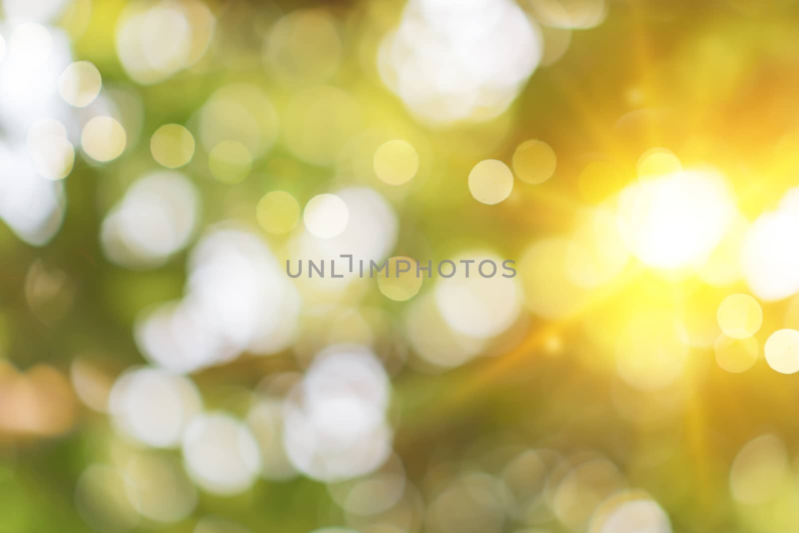 Green nature sunlight colorful bokeh abstract background .Vintage pastel color tone style.