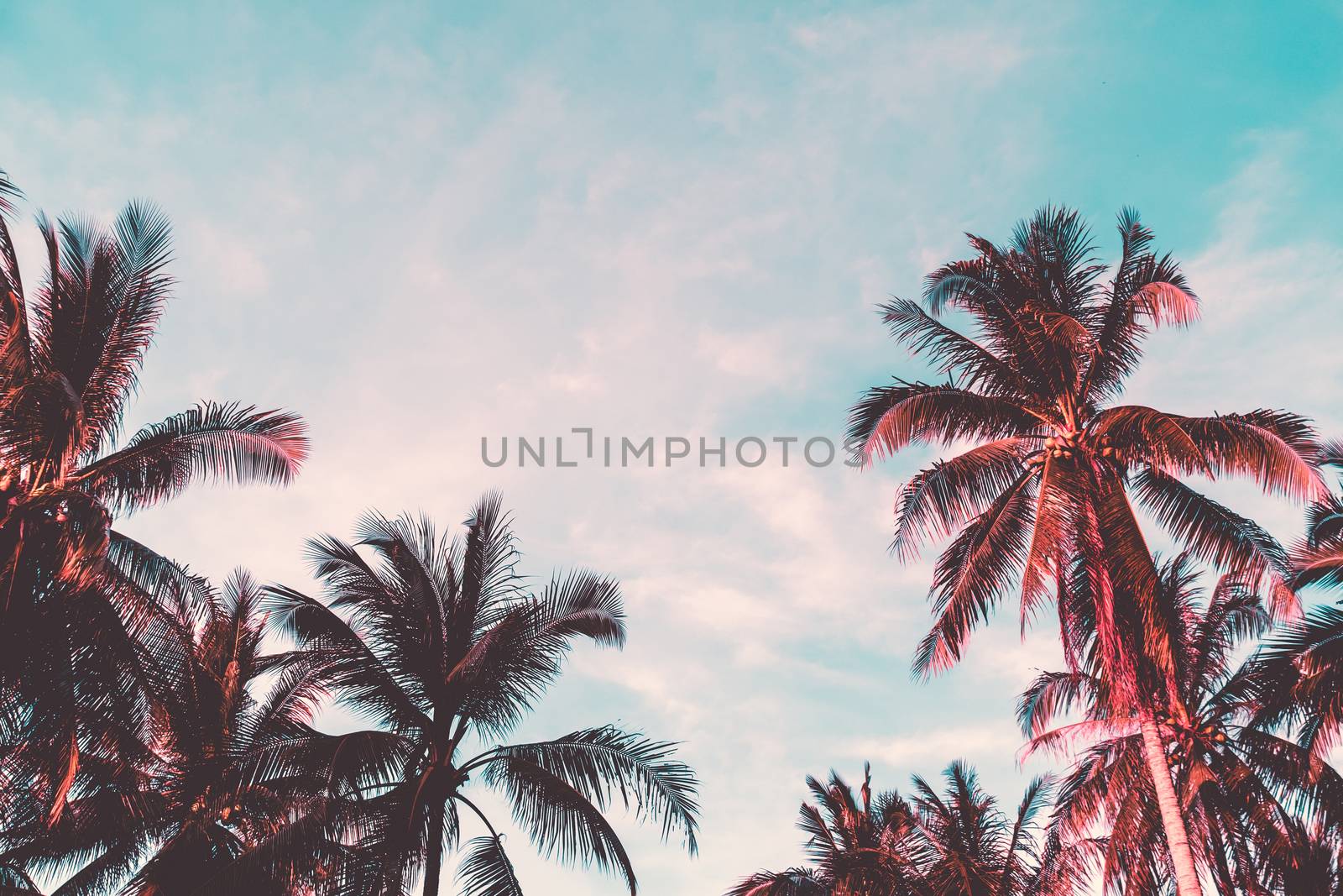 Tropical palm coconut trees on sunset sky flare and bokeh nature background.