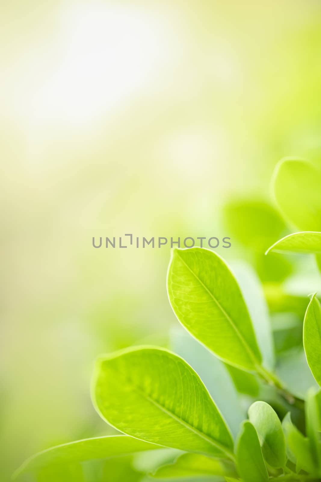 Close up of beautiful nature view green leaf on blurred greenery by mthipsorn