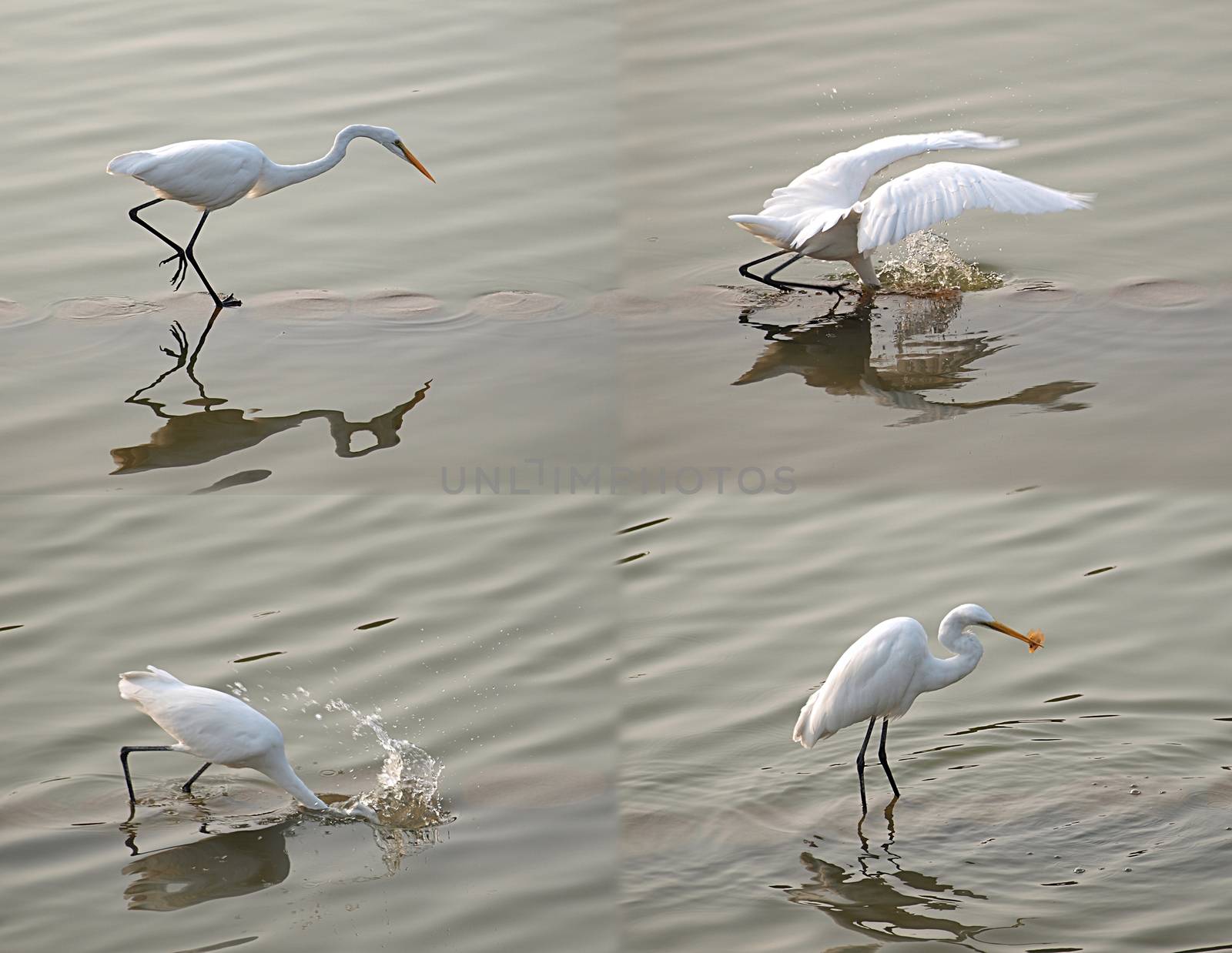 Composite image of a white heron bird catching a fish in shallow water
