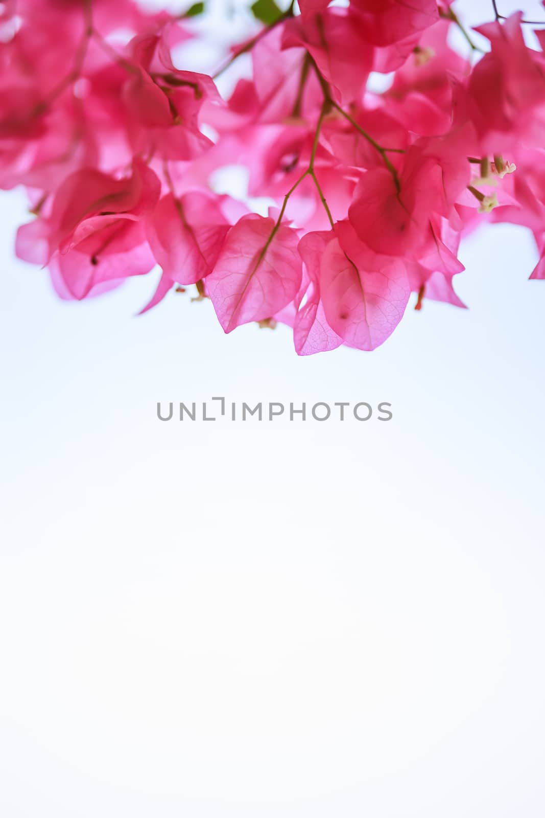 Close up nature beautiful view pink Bougainvillea on blurred gre by mthipsorn