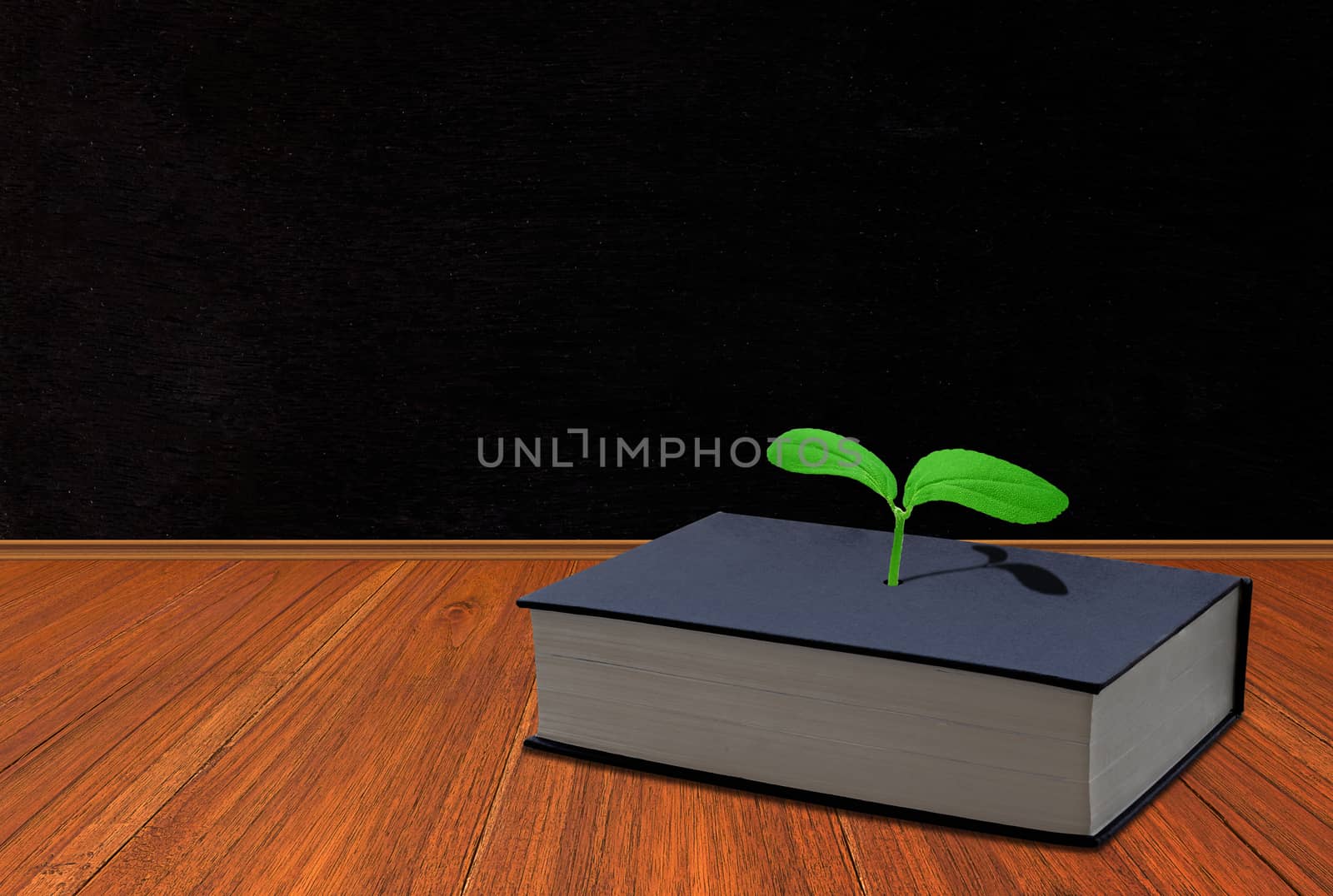 Education concept, knowledge management, idea growing