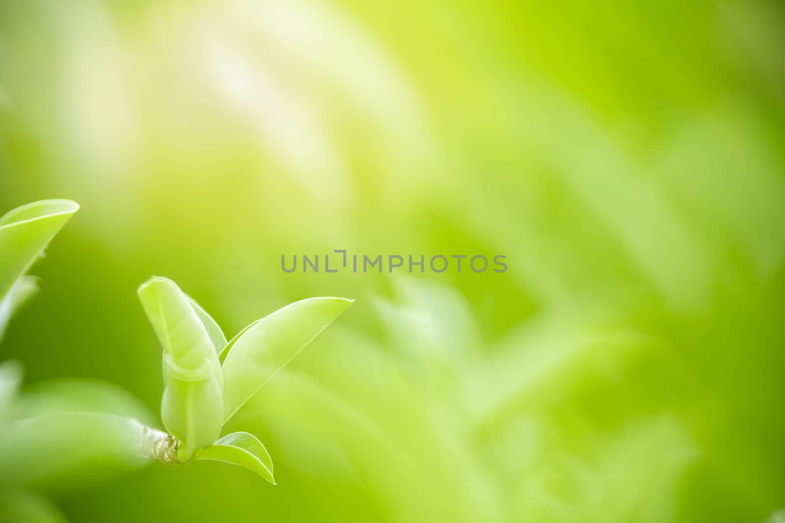 Close up of beautiful nature view green leaf on blurred greenery by mthipsorn
