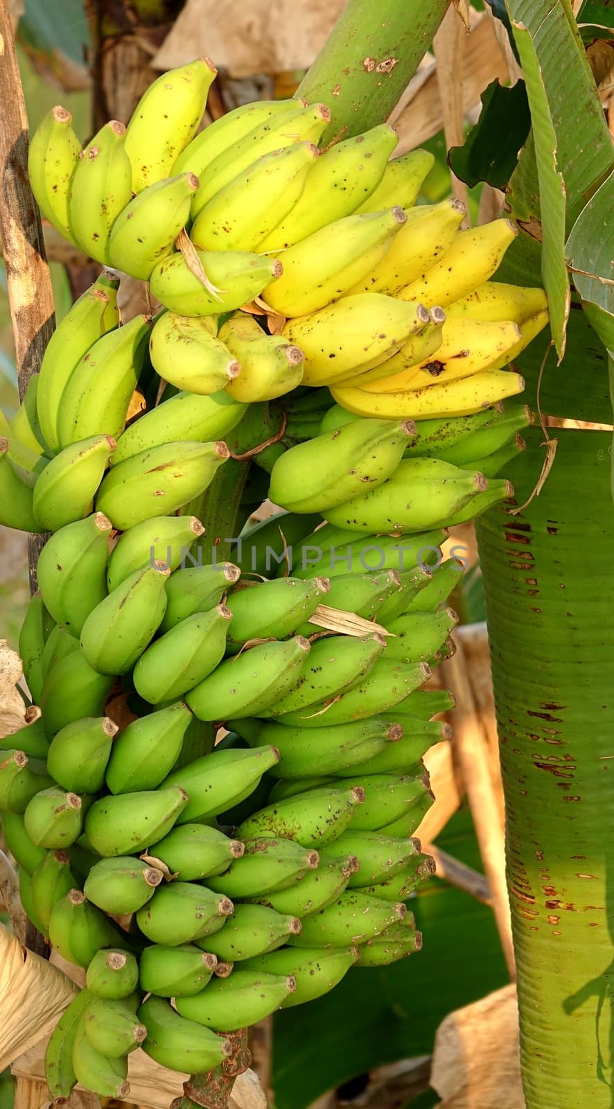 A large bunch of yellow and green bananas hangs from a tree
