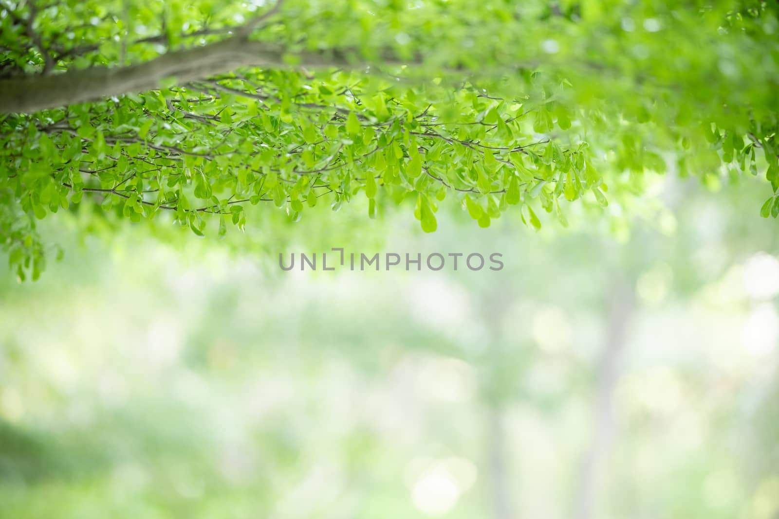 Beautiful nature view green leaf on blurred greenery background under sunlight with bokeh and copy space using as background natural plants landscape, ecology wallpaper concept.