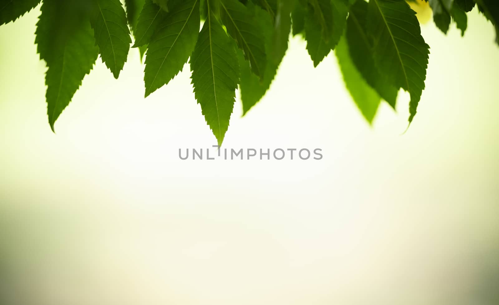 Close up of beautiful nature view green leaf on blurred greenery by mthipsorn