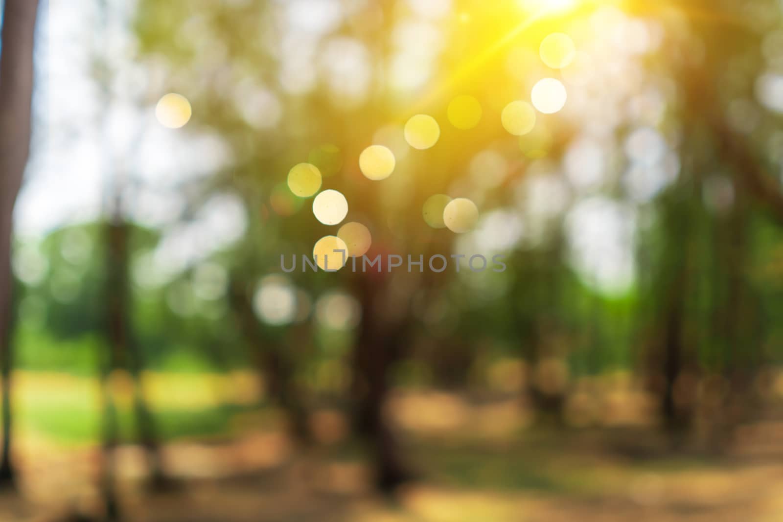 Blur nature bokeh green park by beach and tropical coconut trees in sunset time.