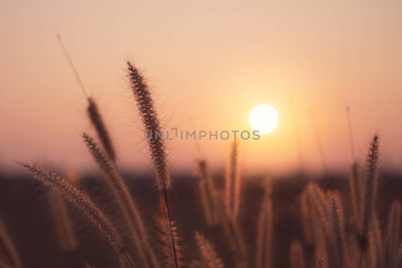 Mountain and grass flowers scenery view landscape with sky beautiful sunset and sunrise background.