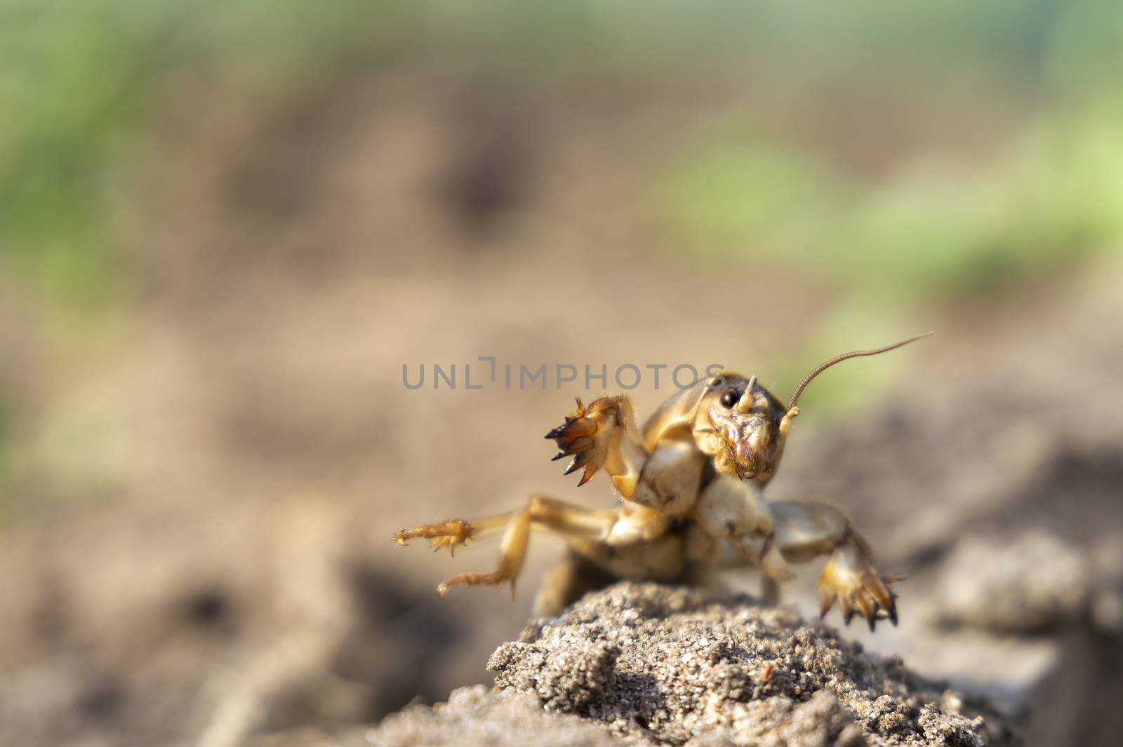 Gryllotalpa gryllotalpa, commonly known as the European mole cricket digging the ground in close up low angle view