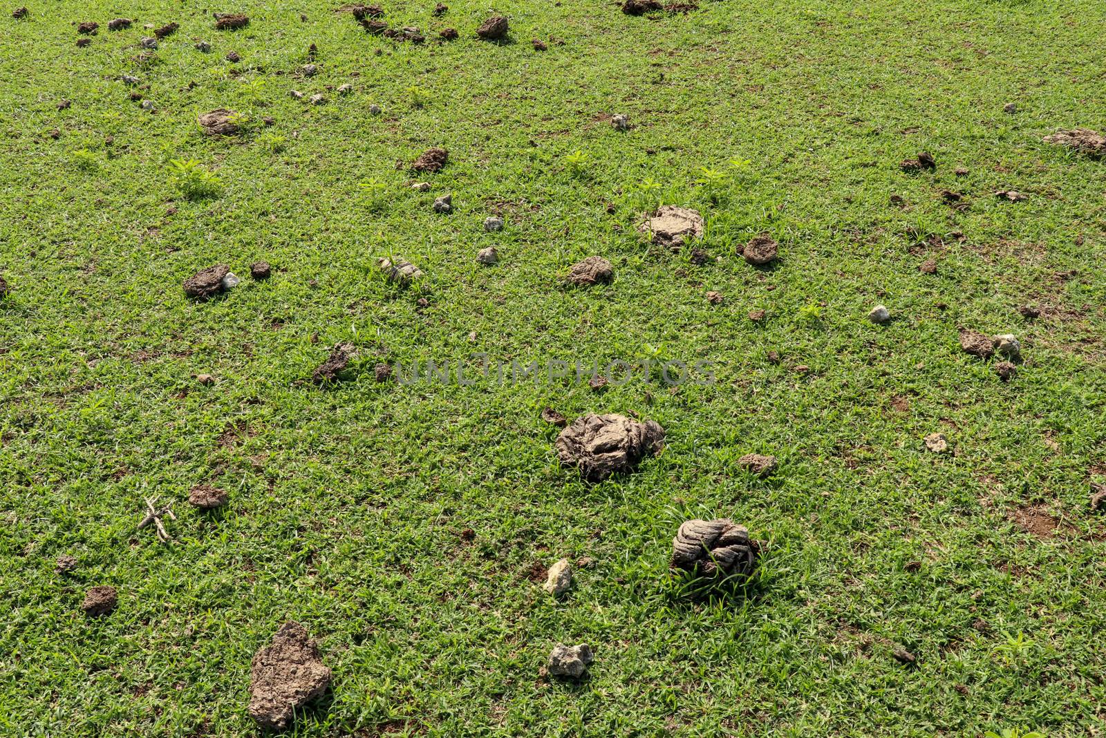 Green pasture with many cow shit at Nyang Nyang beach on Bali island, Indonesia. Green meadow with many dried dung shit on green grass off the coast of the Indian Ocean. Fresh cow shit on the grass.
