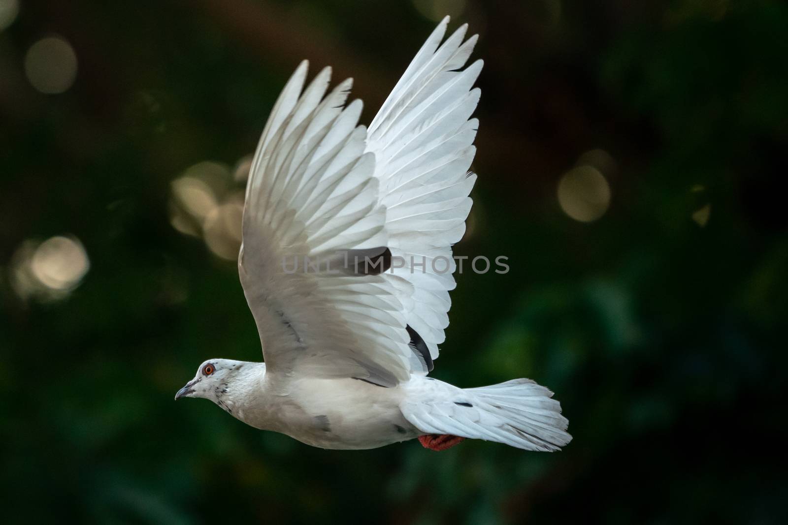 White pigeon bird flying in the sky.