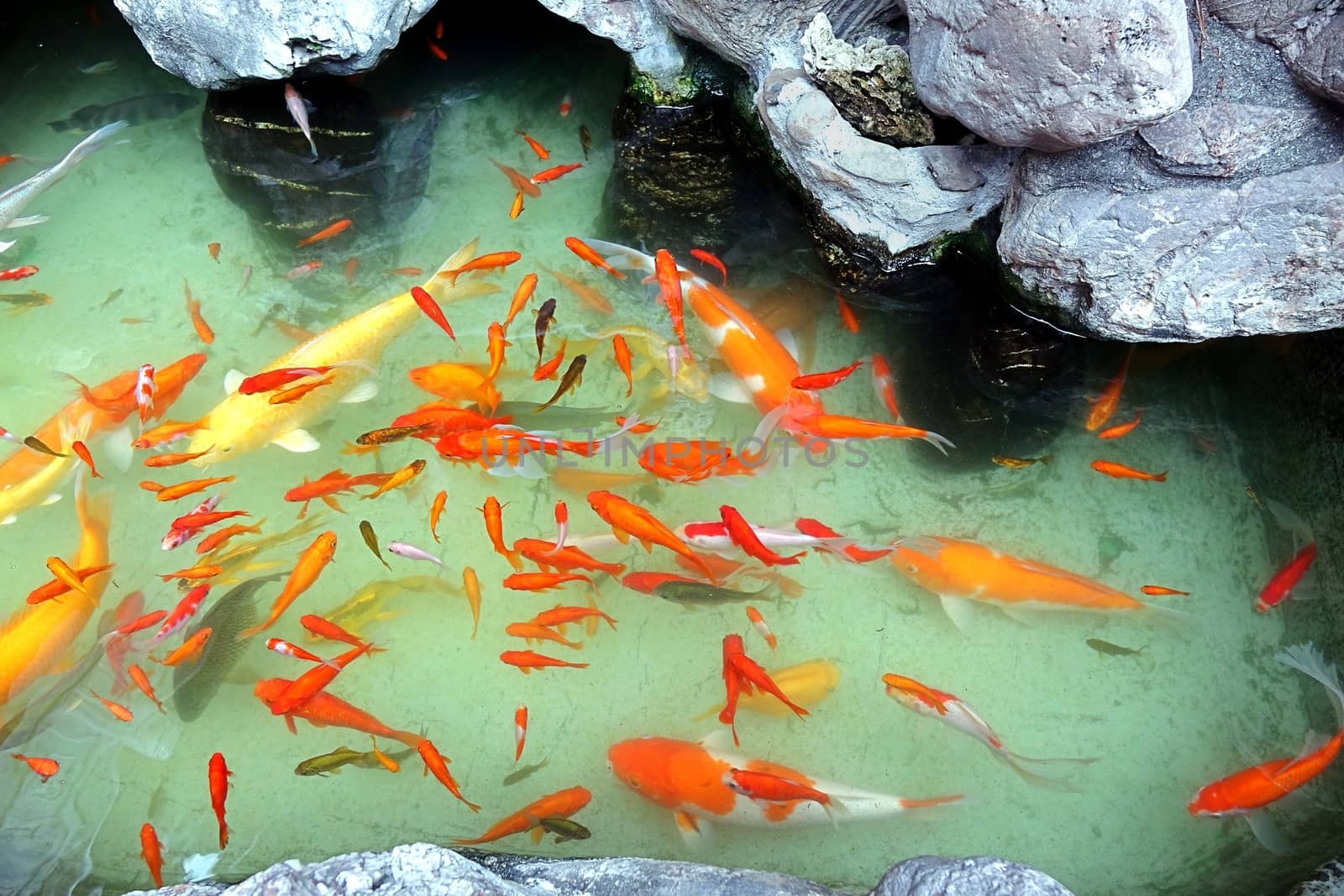 Water garden with rocks and goldfish pond