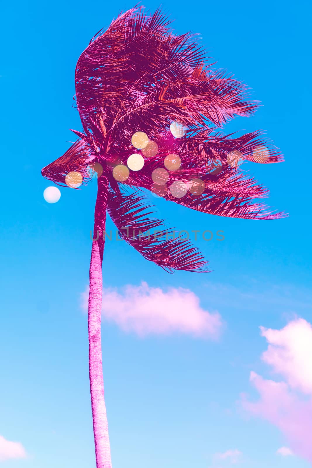 Tropical palm coconut trees on sunset sky flare and bokeh nature background.