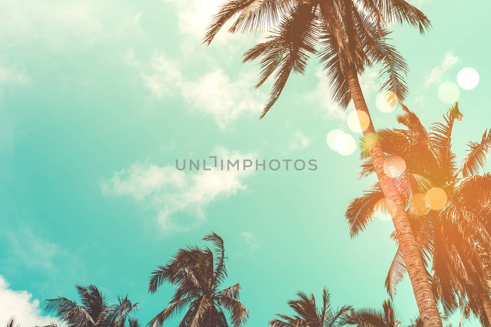 Tropical palm coconut trees on sunset sky flare and bokeh nature background.