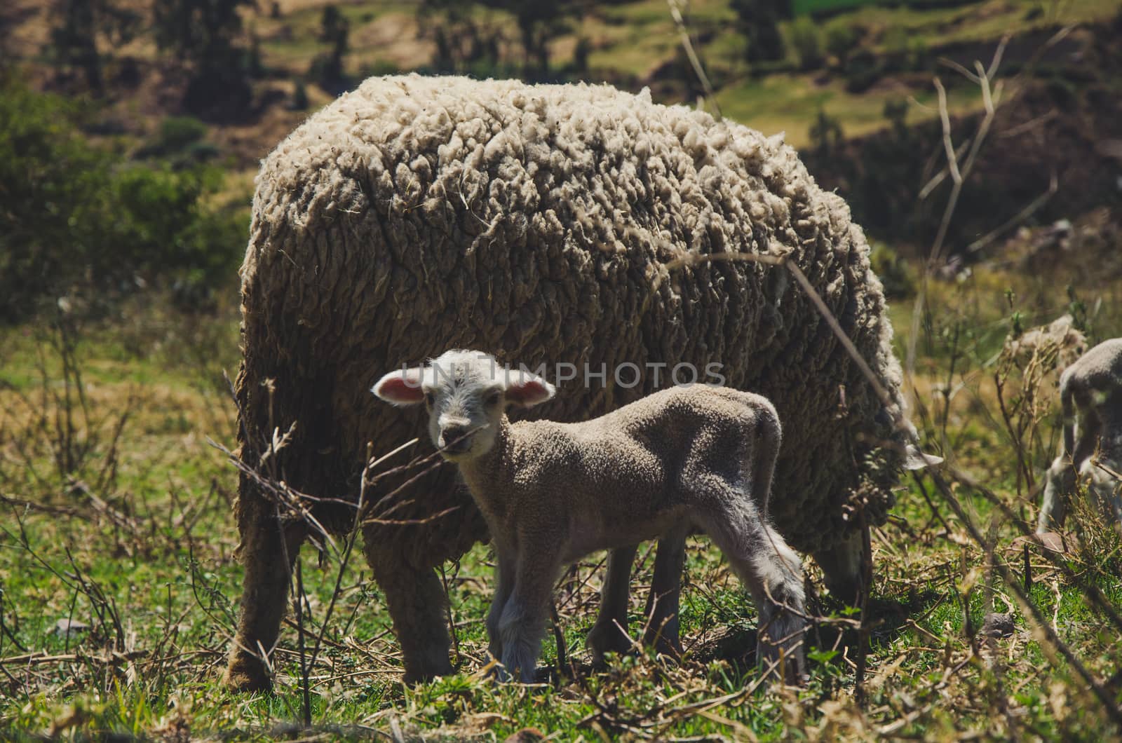 A small sheep and its mother among the bushes