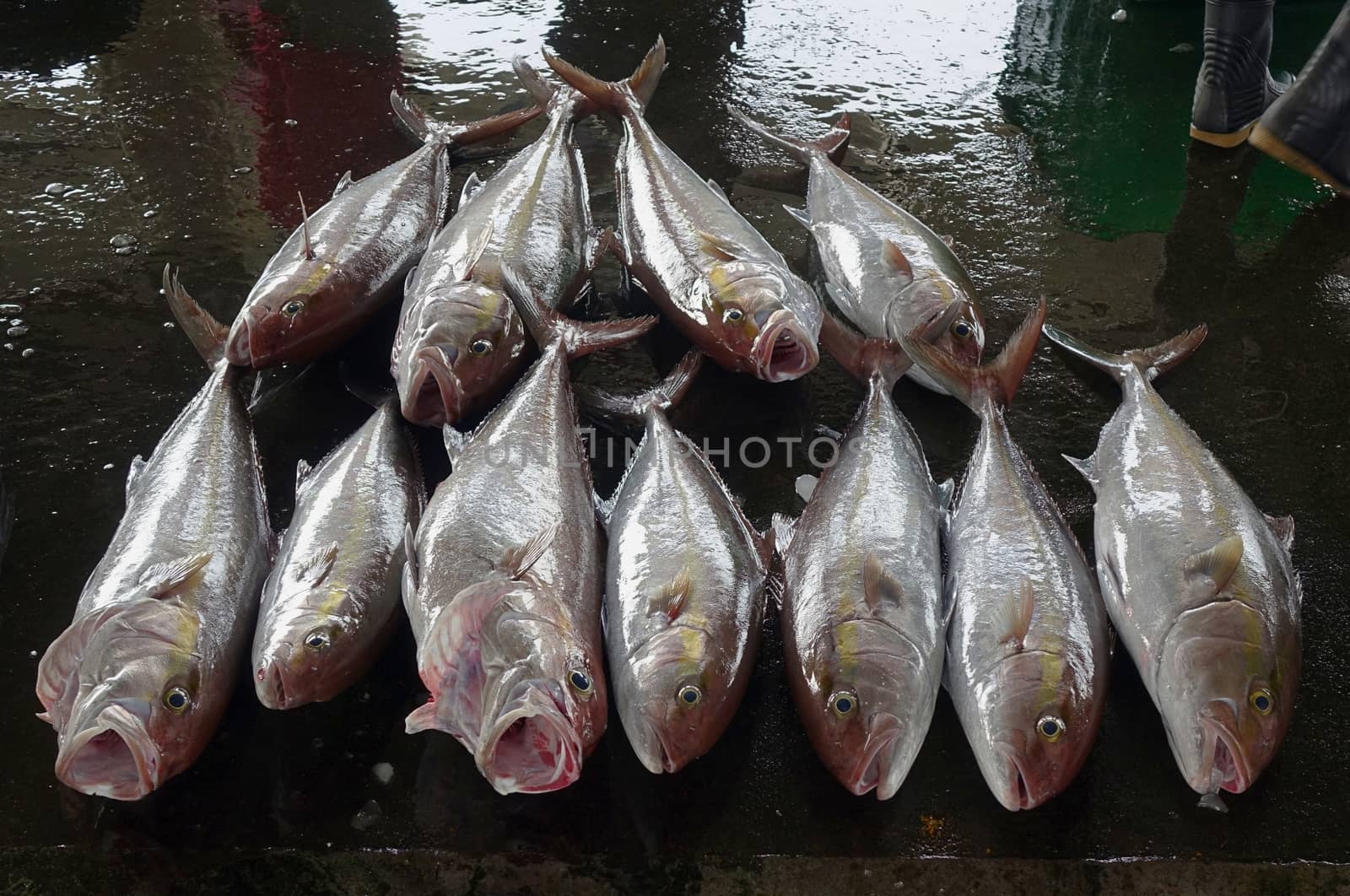 Greater Amberjack Fish at the Fish Market by shiyali