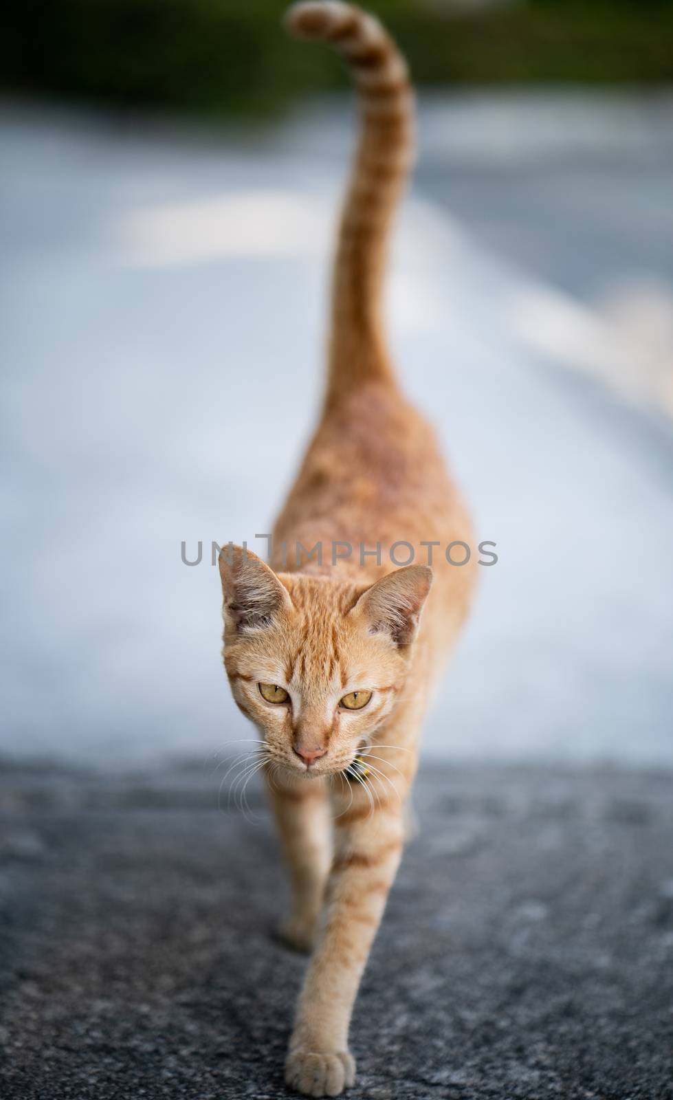 Orange cat walking towards camera.