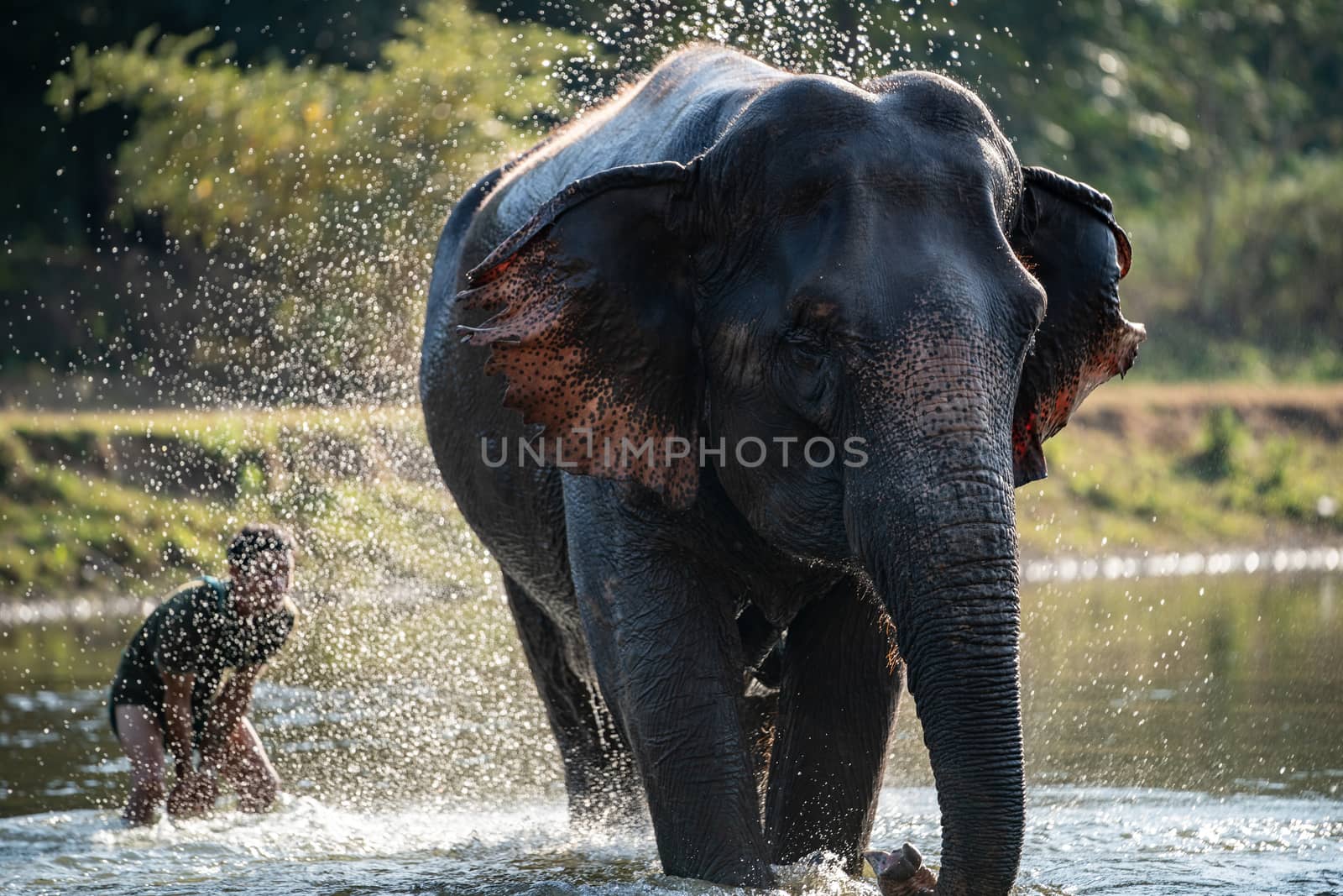 Splash water on elephant bath time.