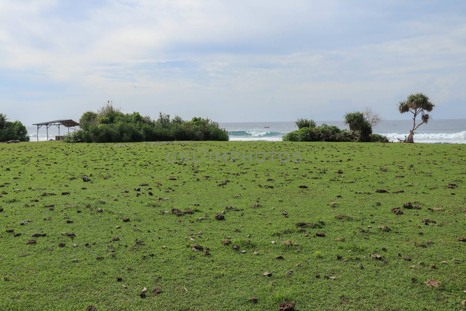 Green pasture with many cow shit at Nyang Nyang beach on Bali island, Indonesia. Green meadow off the coast of the Indian Ocean. In the background the sea with high waves breaking off the coast.