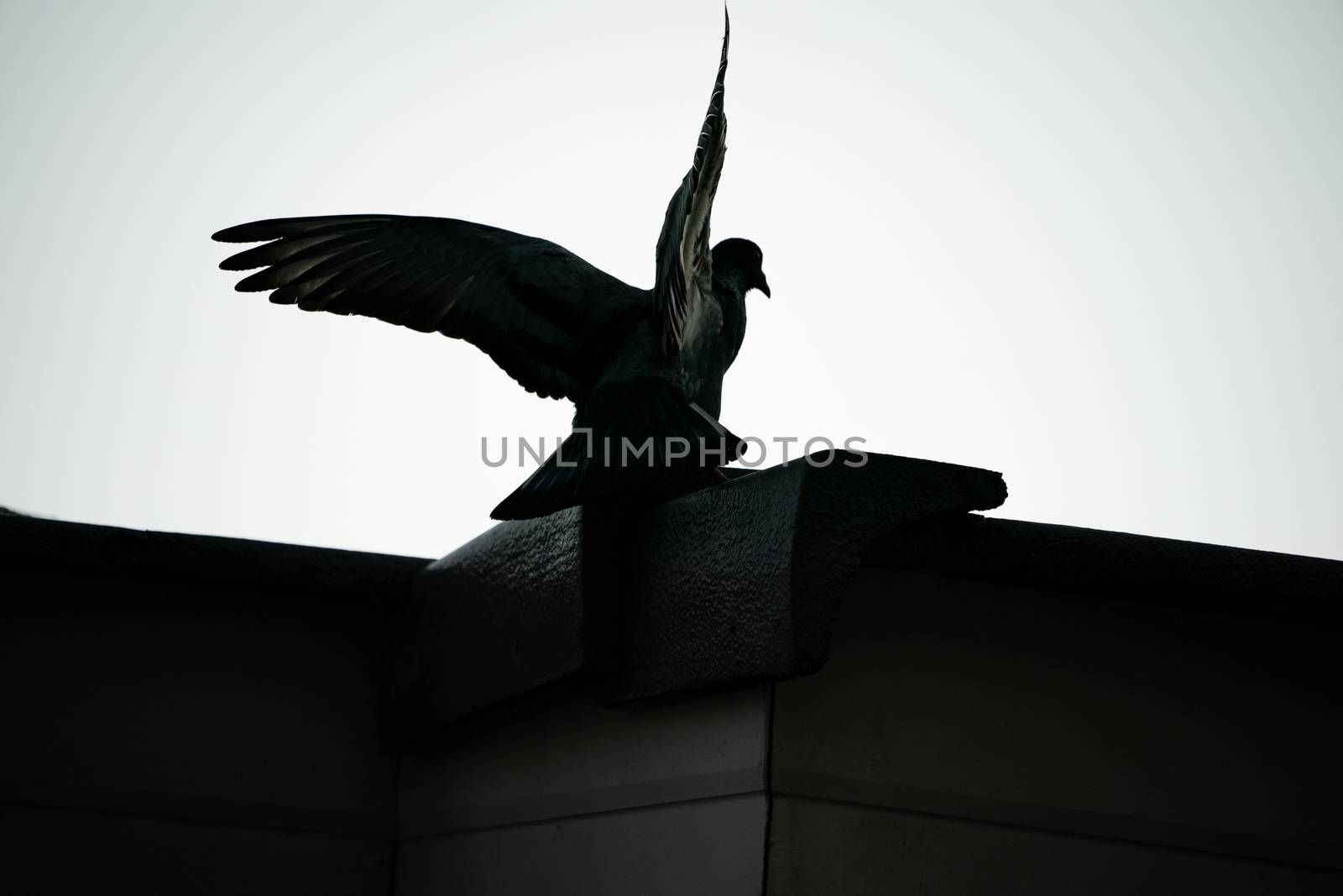 Silhouette flying pigeon bird in the sky. by sirawit99