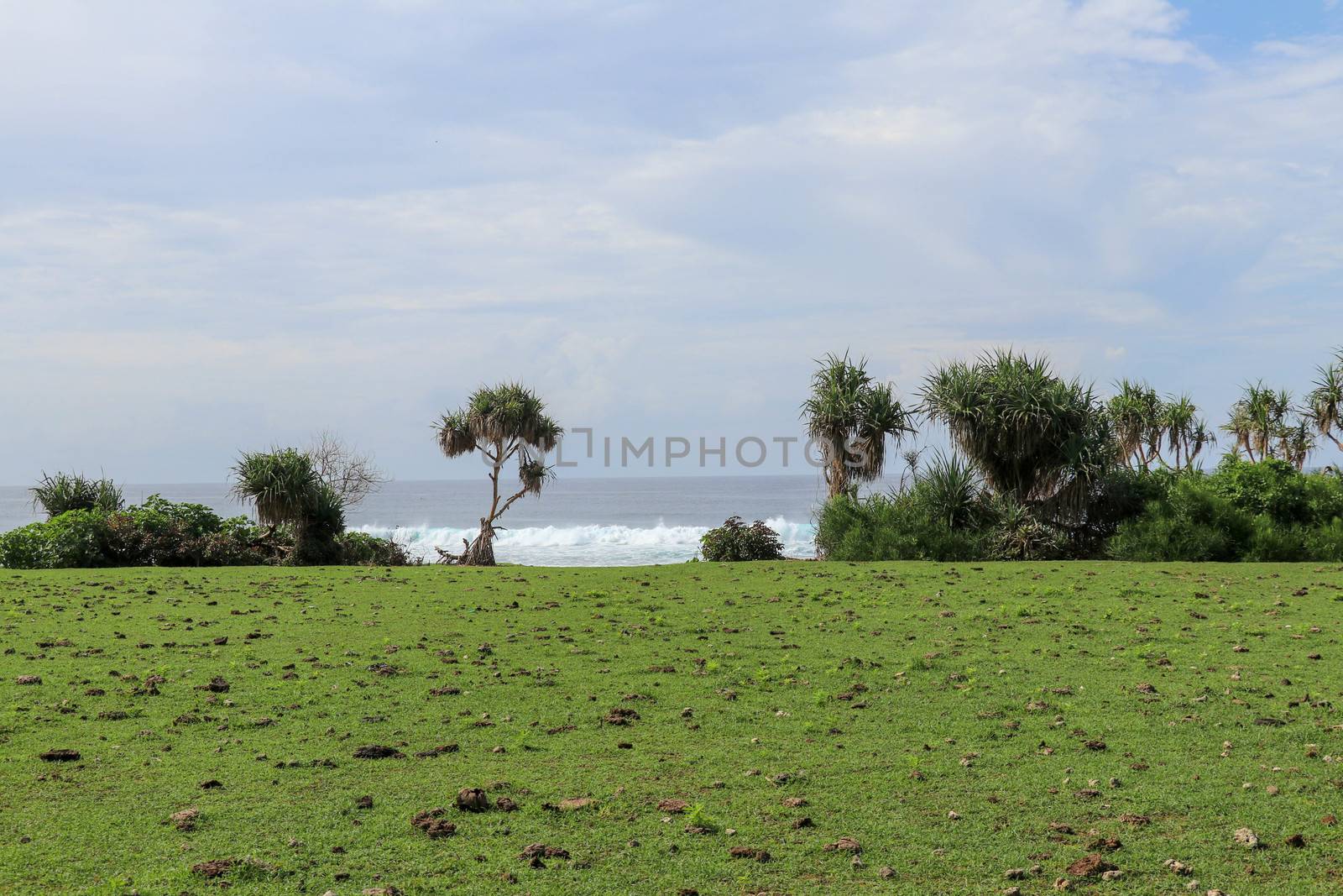 Green pasture with many cow shit at Nyang Nyang beach on Bali island, Indonesia. Green meadow off the coast of the Indian Ocean. In the background the sea with high waves breaking off the coast.