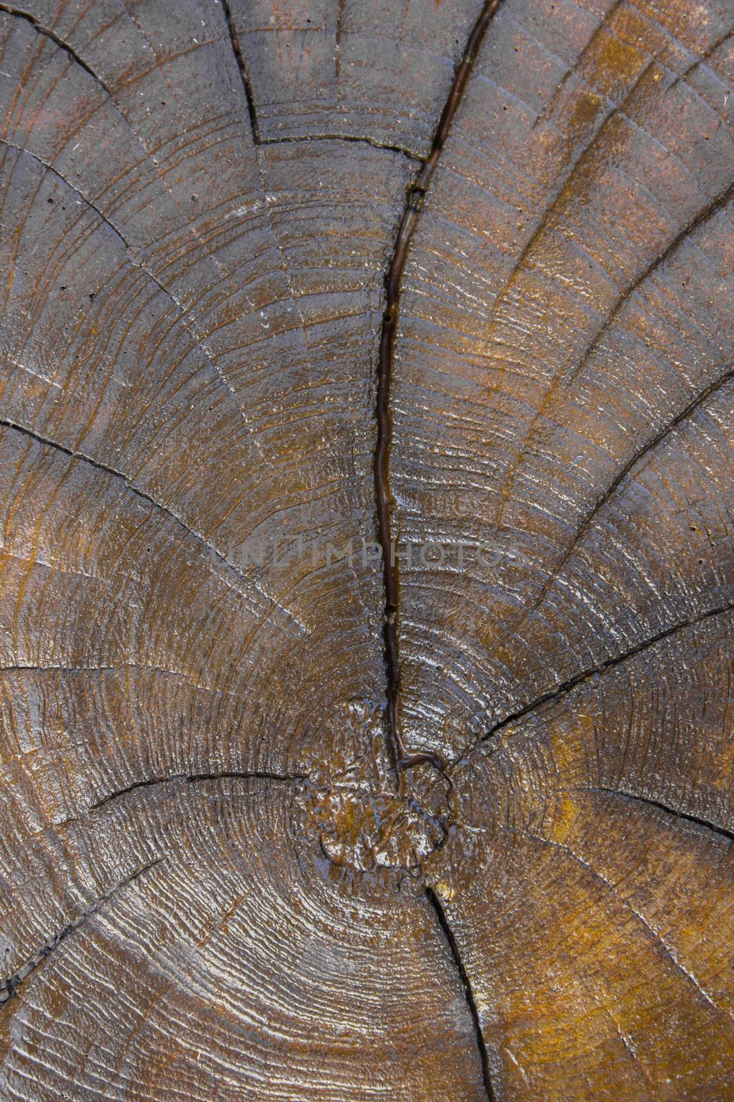 old tree cut texture  by shutterbird